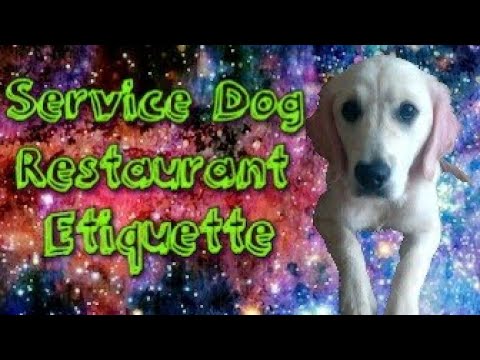 video-linktoworks-How to Train a Service Dog Restaurant Etiquette
