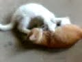 amor verdadero