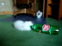 Harlow Playing with a Mountain Valley Spring Water Bottle