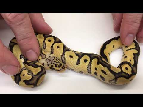 YouTube reptile video