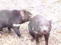 Tasmanian Devils in the flesh