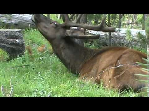 grand national results