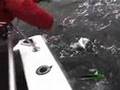 Underwater salmon attacks action trolling tyee downrigger