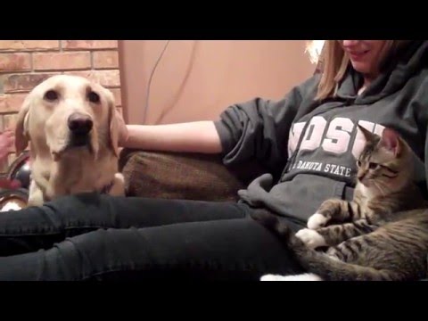 Dog Meets Kitten for the First Time