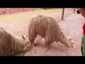 Awana Kancha Alpacas - Cusco - Peru