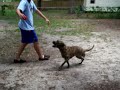 Click here to watch this video Rose-Three Legged Plott Hound mix available for Adoption at Gainesville Pet Rescue!