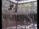 howlaa monkeys