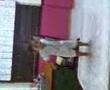 Aiman Joget