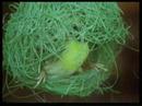 The Architects of Weaver Bird And ...