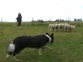 NNL CRUISE CONTROL - Olly - First herding lessons NNL CRUISE CONTROL - Olly - First herding lessons