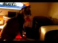 chaton qui d�couvre l\