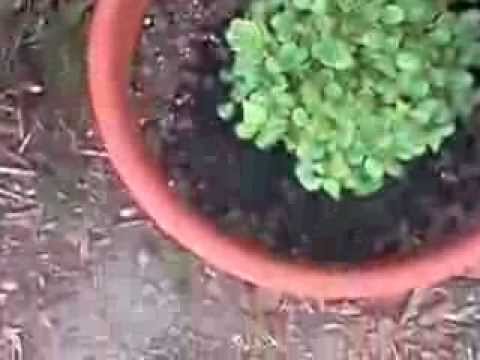 how to harvest papaya seeds