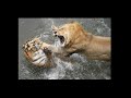 Ligers and Tigons: Separating Fact from Fiction Question 4: 