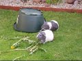 Guinea Pigs