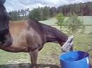Hästarna i hagen 080704
