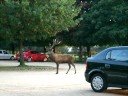 Red Stag Deer Roar at Wollaton Hall Park
