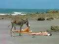 Me  pones burro