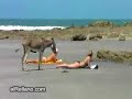 Me  pones burro