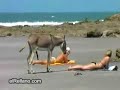 Me  pones burro