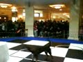 ????? ? ?????? (Robot & Dog)