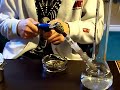 WAKE AND ROOR