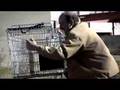 Cart Whisperer - World Premiere