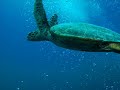 PLONGEE AU SUD KENYA / DIVING IN KENYA