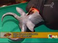 panico na tv hora da morte e galões de agua