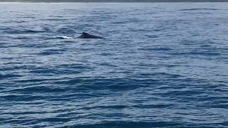 Tail Flop, Whale Watching, Yamba