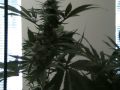 Aff Gooey out from under the HPS x2