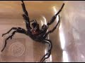 Funnel Web spider Funnel Web spider