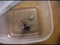 Funnel Web spider