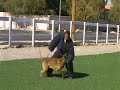 Sit Means Sit Dog Training in Los Angeles