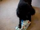 Spoiled Poddle Opens Christmas Presents (pt. 1) Spoiled Poddle Opens Christmas Presents (pt. 1)