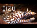 Izu