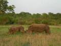 videos de Video - Rhino 2.AVI