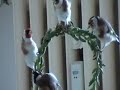 Darrrrek - Breeding carduelis major21