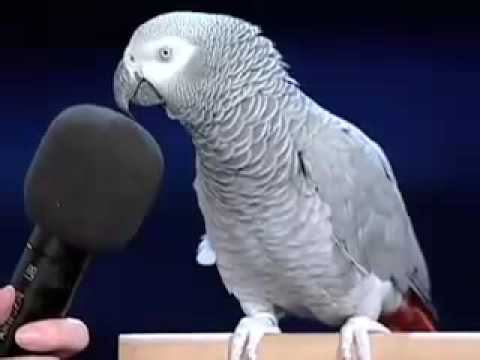 bird - Einstein the bird showin off showmanship skills edit: RIP alex, you really showed us how intelliant other animals can be.