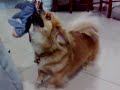 Pekingese Angry