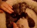 Week-Old Kittens Petted by Seemingly-Lobotomied Cooing Girl