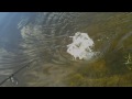 Peacock Bass Fishing