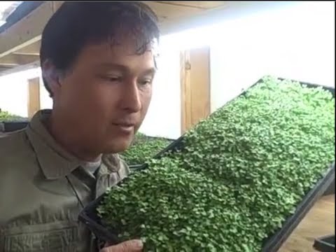 how to grow microgreens