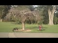 MAH00039 - 12-28-09 - Janis Joplin Tree - SF Golden Gate Park.MP4