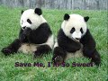 save giant pandas and polar bears