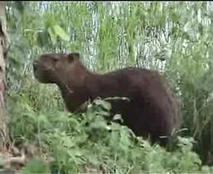Safari en Los Llanos