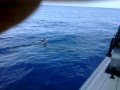 Great White Shark Circles Boat After Fishermen Pull In Marlin - boat, fishing, great white shark, hawaii, kaena point, localbraddahsfishing, makaha, marlin, ocean, pacific