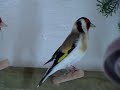 Darrrrek - Breeding carduelis major30