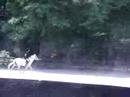 Fall From My Horse... Fall From My Horse...