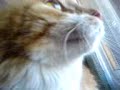 Chasing a fly