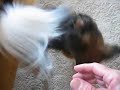 Shih Tsu and Papillon Dog Tricks: (Give 5 - Give Leg)